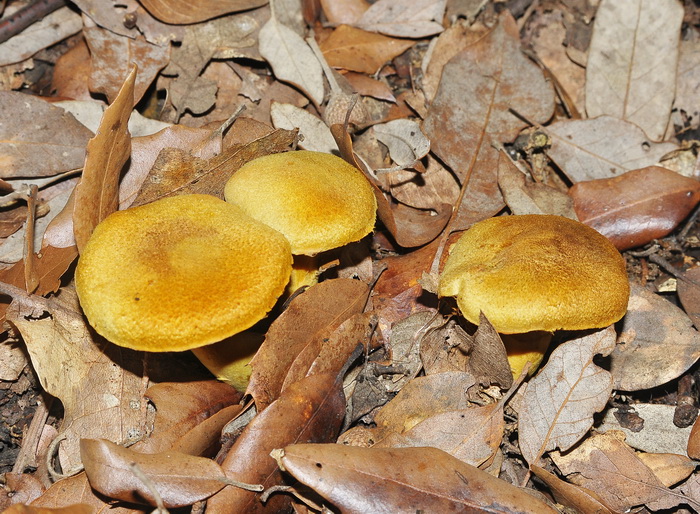 Cortinarius sp.